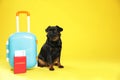 Adorable black Petit Brabancon dog with and passport near suitcase on yellow background, space for text