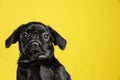 Adorable black Petit Brabancon dog on yellow background