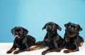 Adorable black Petit Brabancon dogs on white table