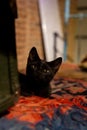 Adorable black Siamese cat sitting by a bed with a curious expression