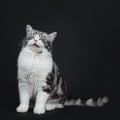 Adorable black silver blotched young british shorthair cat with green eyes sitting with eyes closed and smiling face into lens iso Royalty Free Stock Photo