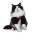 Adorable black smoke Siberian cat isolated on white background Royalty Free Stock Photo