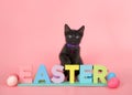 Black kitten reaching over EASTER blocks with eggs Royalty Free Stock Photo