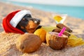 Adorable black and tan dachshund dog, buried under sand on the beach, chill and relaxing on a seashore, on summer vacation Royalty Free Stock Photo