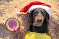 Adorable black and tan dachshund dog, buried under sand on the beach, resting and relaxing on a seashore, on summer vacation holid