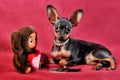 Short-haired Russkiy toy Russian toy terrier