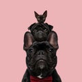 Adorable black team of dogs and cat in front of pink background Royalty Free Stock Photo