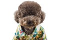 An adorable black toy Poodle dog made funny face wearing Hawaii dress Royalty Free Stock Photo