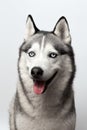 Adorable black and white with blue eyes Husky. Studio shot. on grey background. Focused on eyes Royalty Free Stock Photo