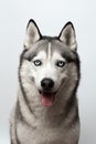 Adorable black and white with blue eyes Husky. Studio shot. on grey background. Focused on eyes Royalty Free Stock Photo