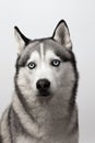 Adorable black and white with blue eyes Husky. Studio shot. on grey background. Focused on eyes Royalty Free Stock Photo
