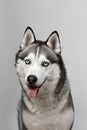 Adorable black and white with blue eyes Husky. Studio shot. on grey background. Focused on eyes Royalty Free Stock Photo