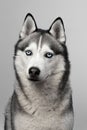 Adorable black and white with blue eyes Husky. Studio shot. on grey background. Focused on eyes Royalty Free Stock Photo