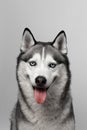 Adorable black and white with blue eyes Husky. Studio shot. on grey background. Focused on eyes Royalty Free Stock Photo