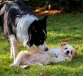 Adorable Border Collie with her ee-red puppy