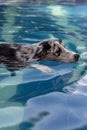 Adorable black and white Border Collie swimming in a sunlit pool