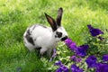 adorable black and white bunny on green grass sniffing purple Royalty Free Stock Photo