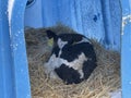 Cute calf in plastic shed. Adorable black and white calf standing on straw inside blue plastic shelter on cold winter