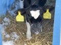 Cute calf in plastic shed. Adorable black and white calf standing on straw inside blue plastic shelter on cold winter