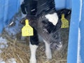 Cute calf in plastic shed. Adorable black and white calf standing on straw inside blue plastic shelter on cold winter