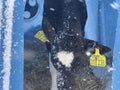 Cute calf in plastic shed. Adorable black and white calf standing on straw inside blue plastic shelter on cold winter