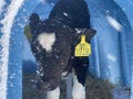 Cute calf in plastic shed. Adorable black and white calf standing on straw inside blue plastic shelter on cold winter