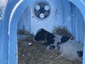 Cute calf in plastic shed. Adorable black and white calf standing on straw inside blue plastic shelter on cold winter