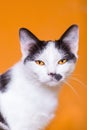 Adorable black and white cat with yellow eyes on orange background Royalty Free Stock Photo