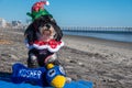 An adorable black and white Havanese puppy posing in Christmas outfit and hannukkah toys on a blue towel on the beach at the edge Royalty Free Stock Photo