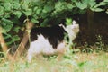 Adorable black and white kitten with long fur standing under birch in rural landscape. Green environment. Domestic pet outdoor