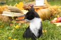 Adorable black and white kitten sitting on green grass outdoors. Autumn season Royalty Free Stock Photo