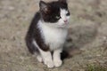 Adorable black and white kitten on soil Royalty Free Stock Photo