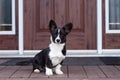 Adorable black and white Welsh Corgi Cardigan puppy sitting guarding its home