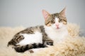 Adorable blind white and brown tabby cat lying on a beige fleecy rug. Cute and affectionate rescued kitty, lost its eyes due to a