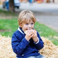 Adorable blond kid boy eating hot dog outdoors Royalty Free Stock Photo