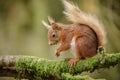 Adorable blond tailed squirrel Royalty Free Stock Photo