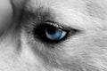 Adorable blue eyes of a husky. The look of the wolf. Bottomless heavenly eyes. Eye focus