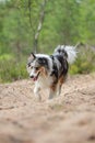 Adorable blue merle shetland sheepdog sheltie walking on a old countryside sand path Royalty Free Stock Photo