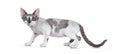 Adorable blue tonkanese point with white Devon Rex cat with gorgeous pastel green eyes