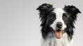 The adorable Border Collie.AI generated image Royalty Free Stock Photo