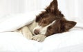 Adorable Border Collie dog lying on a bed under blanket Royalty Free Stock Photo