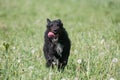 Adorable border schnollie running forward