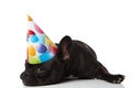 Adorable bored little french bulldog with birthday hat lying
