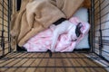 Adorable Boston Terrier puppy, lying on a pink blanket sleeping. She is safe in a crate pen. Seen from above looking down