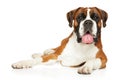 Boxer dog resting in front of white background Royalty Free Stock Photo