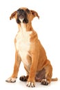 Adorable Boxer Puppy Looking Above Royalty Free Stock Photo