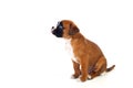 Adorable boxer puppy sitting Royalty Free Stock Photo