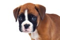 Adorable boxer puppy sitting Royalty Free Stock Photo