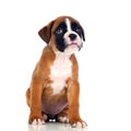 Adorable boxer puppy sitting Royalty Free Stock Photo