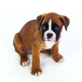 Adorable boxer puppy sitting Royalty Free Stock Photo